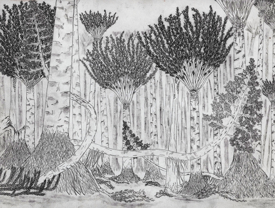 900x682 First Forest New Details Emerge The Why - Forest Black And White Drawing