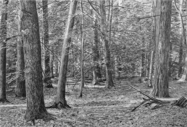 605x412 Forest Drawing Ii - Forest Black And White Drawing