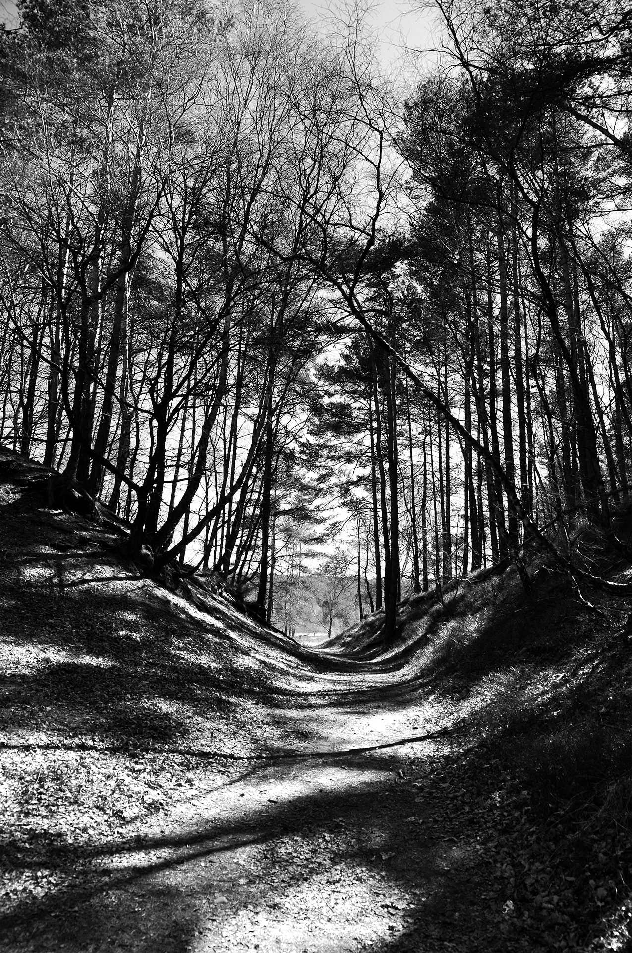 1275x1920 Free Images Landscape, Tree, Nature, Forest, Branch, Winter - Forest Black And White Drawing
