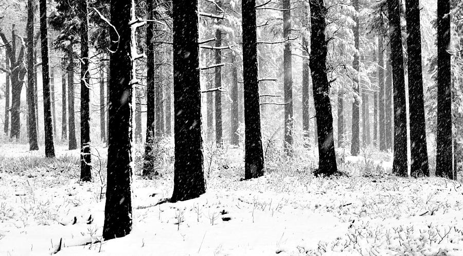 900x499 Snowy Forest Photograph - Forest Black And White Drawing
