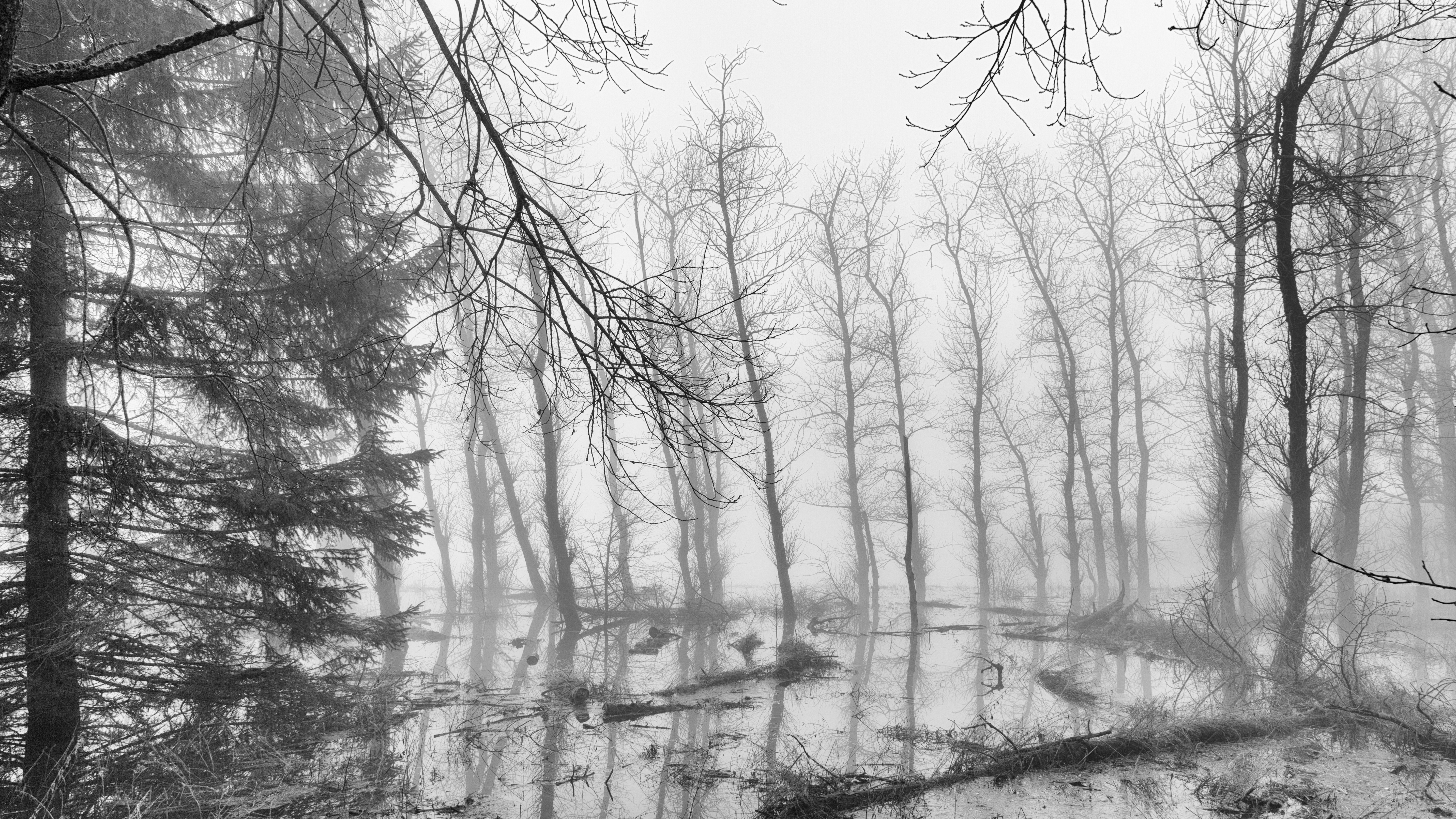 Серый лес книга. Депрессивные пейзажи. Серый лес. Монохромный пейзаж. Депрессивный лес.