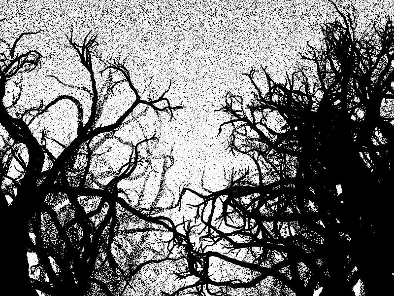 800x600 Popularity Contest - Forest Black And White Drawing