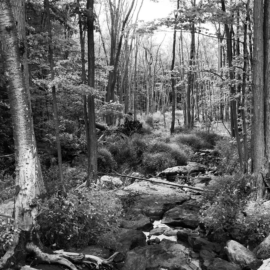 900x900 Black And White Babbling Brook Drawing - Forest Black And White Drawing