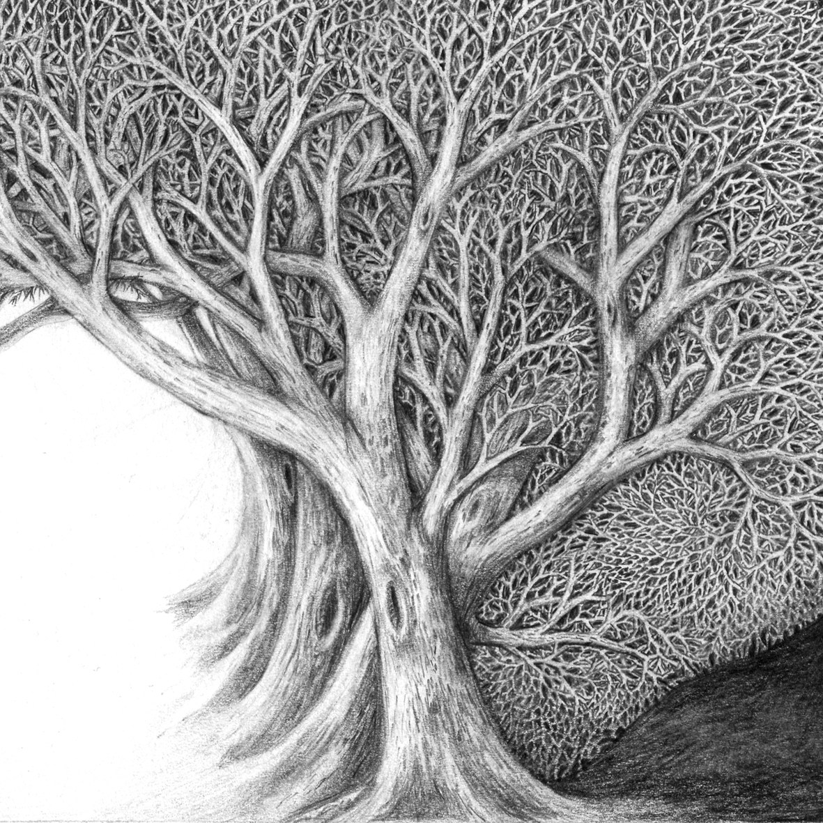 1181x1181 Drawing 'forest Passage' - Forest Black And White Drawing