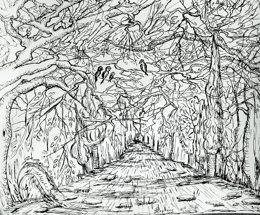 900x745 Drawing Family Birds In Forest Painting - Forest Black And White Drawing