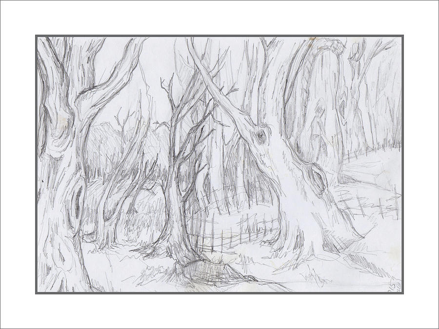 900x675 Forest Scene Drawing - Forest Drawing