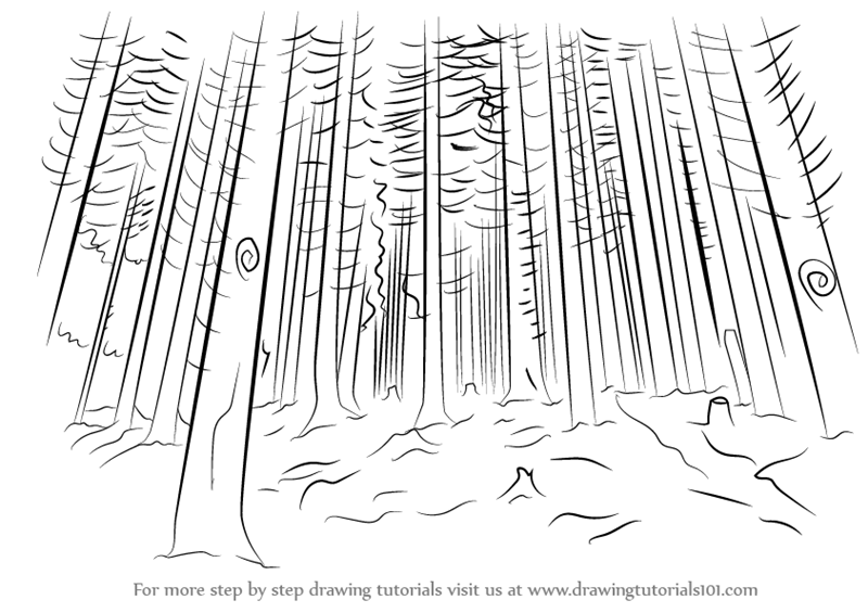 800x565 Learn How To Draw A Forest - Forest Drawing