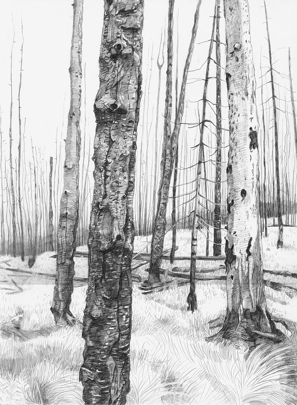 Forest Drawing at PaintingValley.com | Explore collection of Forest Drawing