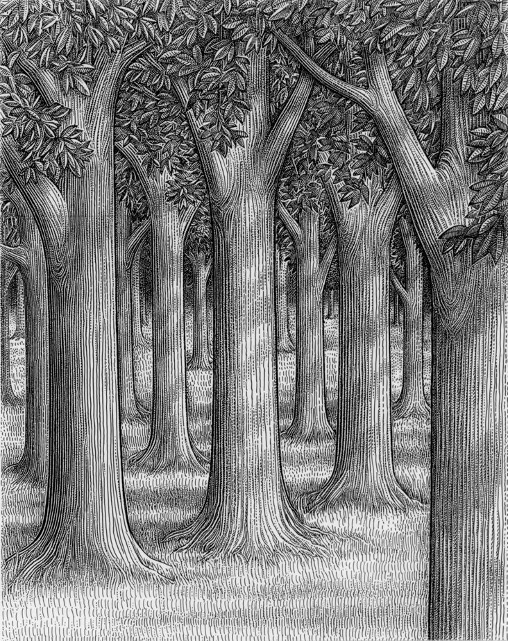 732x924 Forest Of Trees Drawing - Forest Drawing