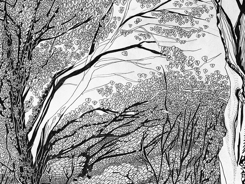 800x600 Forest Illustration - Forest Drawing Black And White