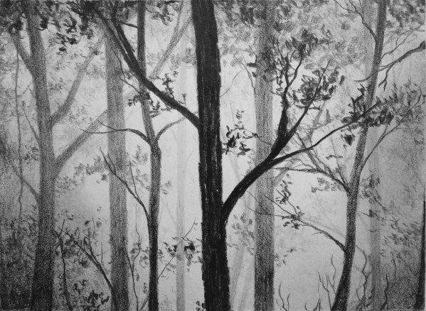 599x438 How To Draw A Misty Forest Online Art Lessons - Forest Drawing Black And White