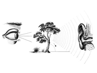 375x281 If A Tree Falls In A Forest Drawing - Forest Drawing Black And White