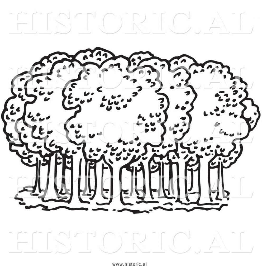 993x1012 Awesome Forest Clipart Black And White Collection Digital Clipart - Forest Drawing Black And White