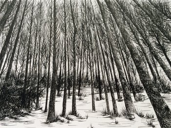 350x262 Black Forest - Forest Drawing Black And White