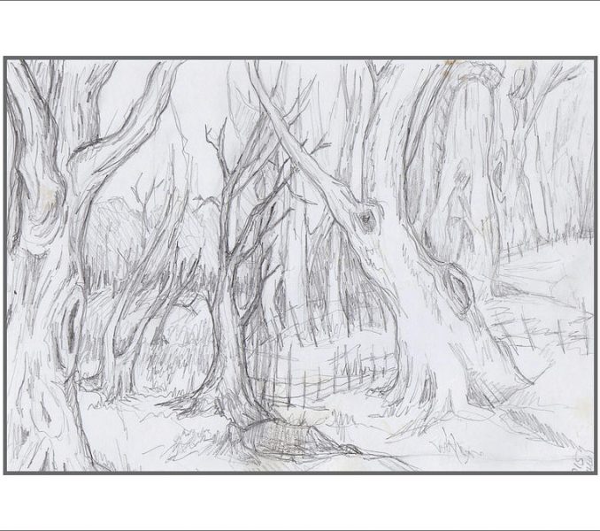 Forest Drawing Easy ~ Learn How To Draw A Forest Scenery (forests) Step ...