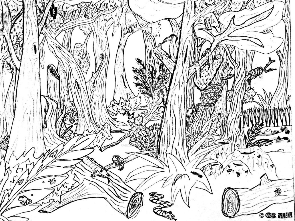 1032x774 Forest Drawing - Forest Drawing Images