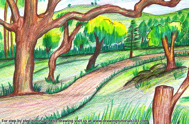 800x524 Forest Scenery Colored Pencils - Forest Drawing Images