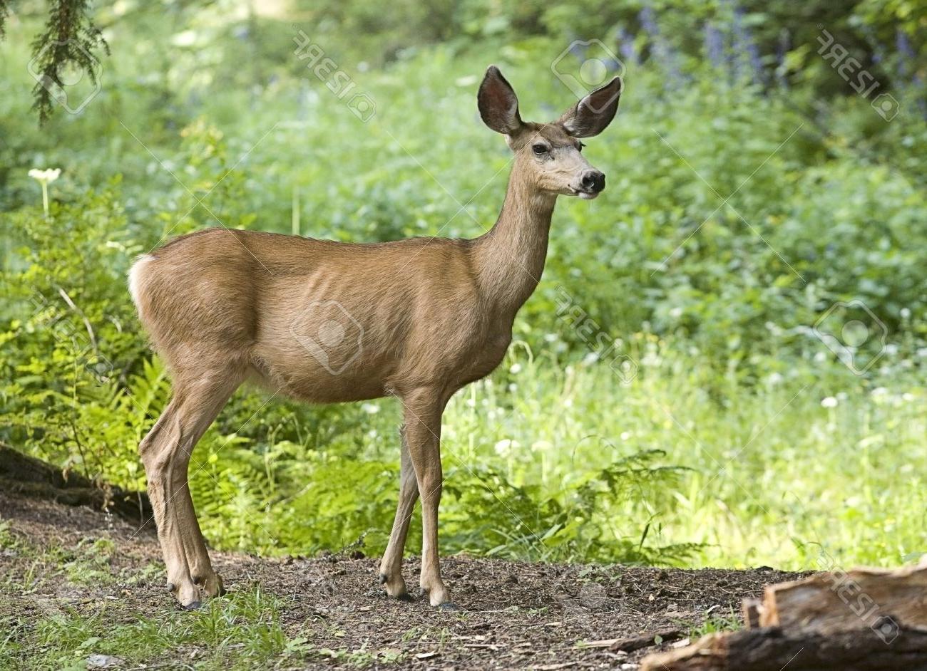 1300x942 Unique Side View Of Whitetail Deer In The Forest Drawing - Forest Drawing Pictures