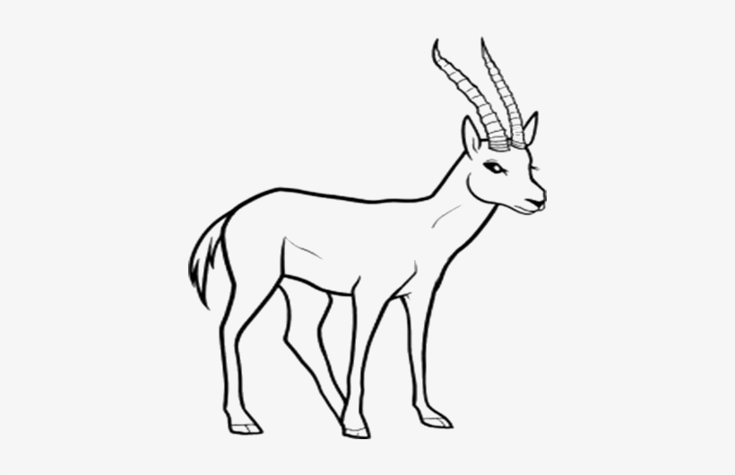 820x530 Forest Wild Animal Best Blog Line Drawings Of Wild - Forest Drawing With Animals
