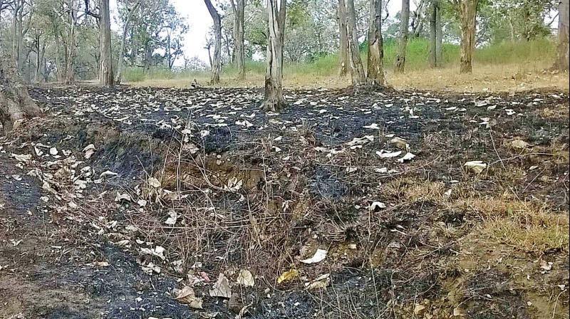 800x448 Efforts On To Avert Fire In Nilgiris Forests - Forest Fire Drawing