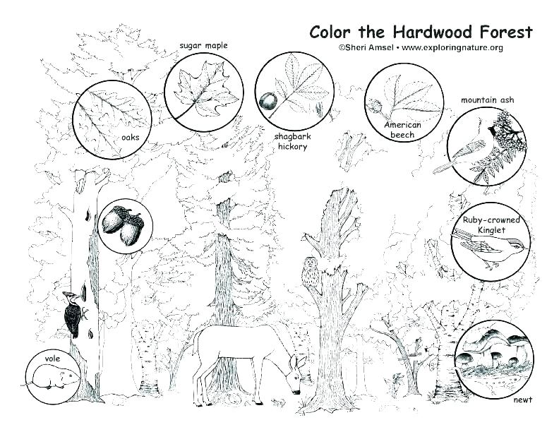 792x612 forest coloring - Forest Habitat Drawing