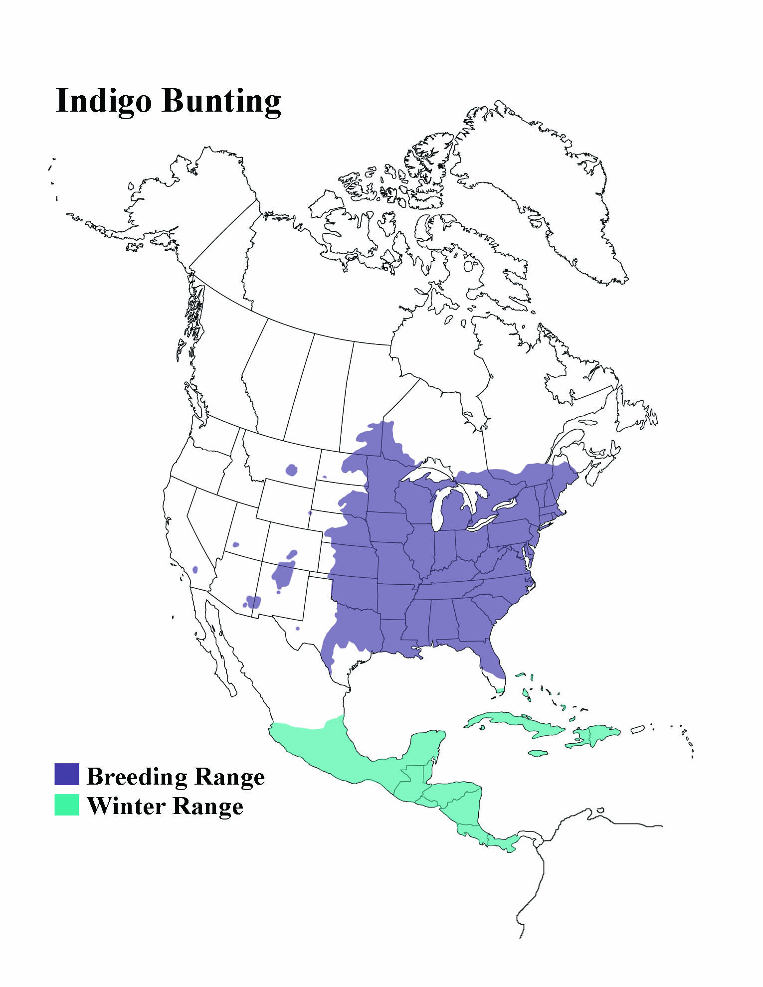 1530x1980 indigo bunting - Forest Habitat Drawing