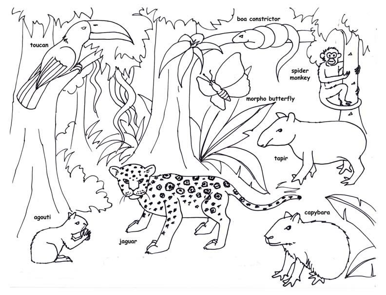 792x607 rainforest drawing tropical seasonal forest for free download - Forest Habitat Drawing