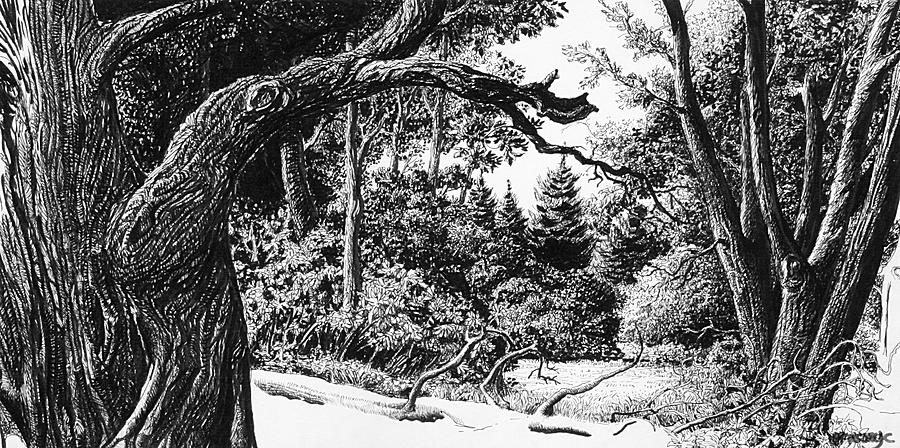 900x448 Forest Landscape Drawing - Forest Landscape Drawing