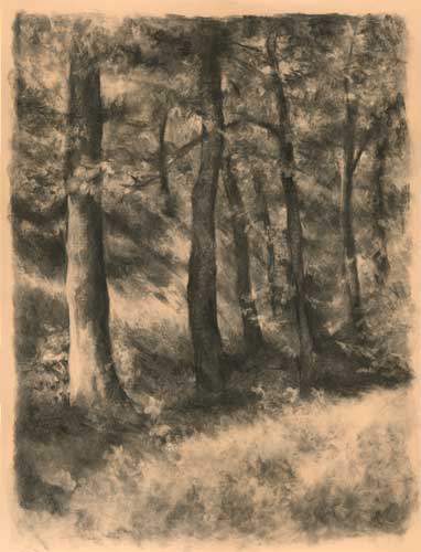 382x500 Forest Charcoal Landscape Drawing Jo Bradney Still Life Oil - Forest Landscape Drawing