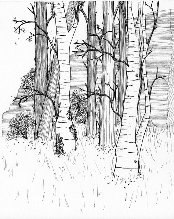 Forest Line Drawing at Explore collection of