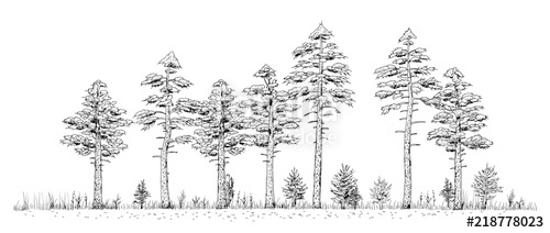 500x212 Woods Drawing - Forest Line Drawing
