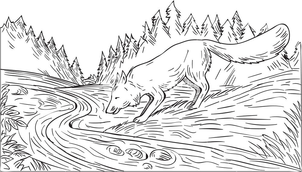 1000x570 Drawing Sketch Style Illustration Of A Fox Drinking From River - Forest Line Drawing