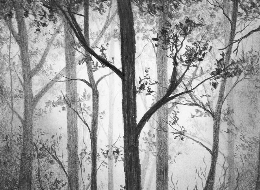 900x658 misty forest drawing - Forest Pencil Drawing
