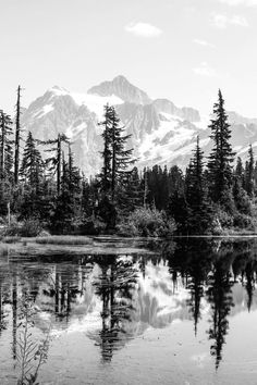 236x354 Forest Interior - Forest Pencil Drawing