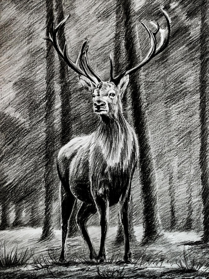 674x900 Deer In A Forest Drawing Charcoal And Pencil Drawing - Forest Pencil Drawing