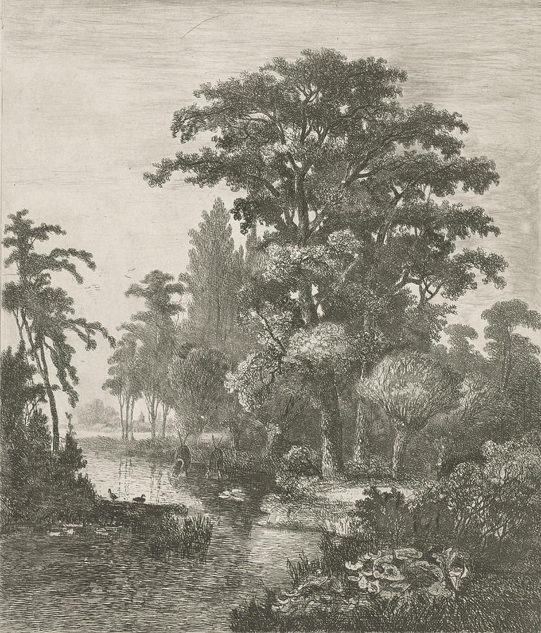 770x900 forest scene with two ducks nesting in a river drawing - Forest Scene Drawing