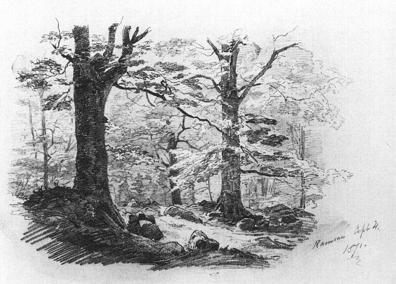 800x574 Forest Scene - Forest Scene Drawing