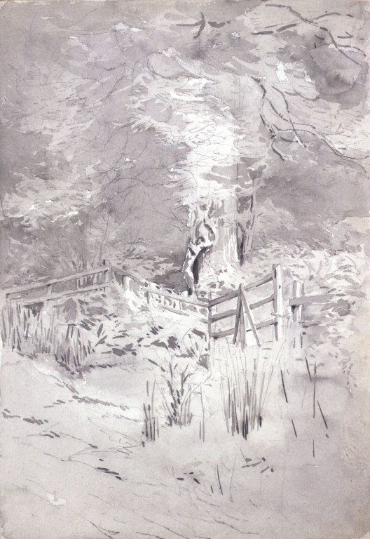 528x768 forest scene near keswick potter, beatrix vampa search - Forest Scene Drawing