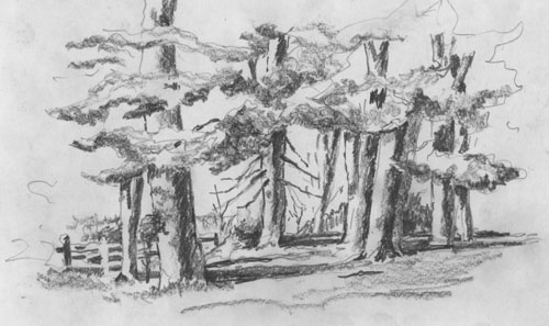 500x297 Light Up Your Drawings - Forest Scene Drawing