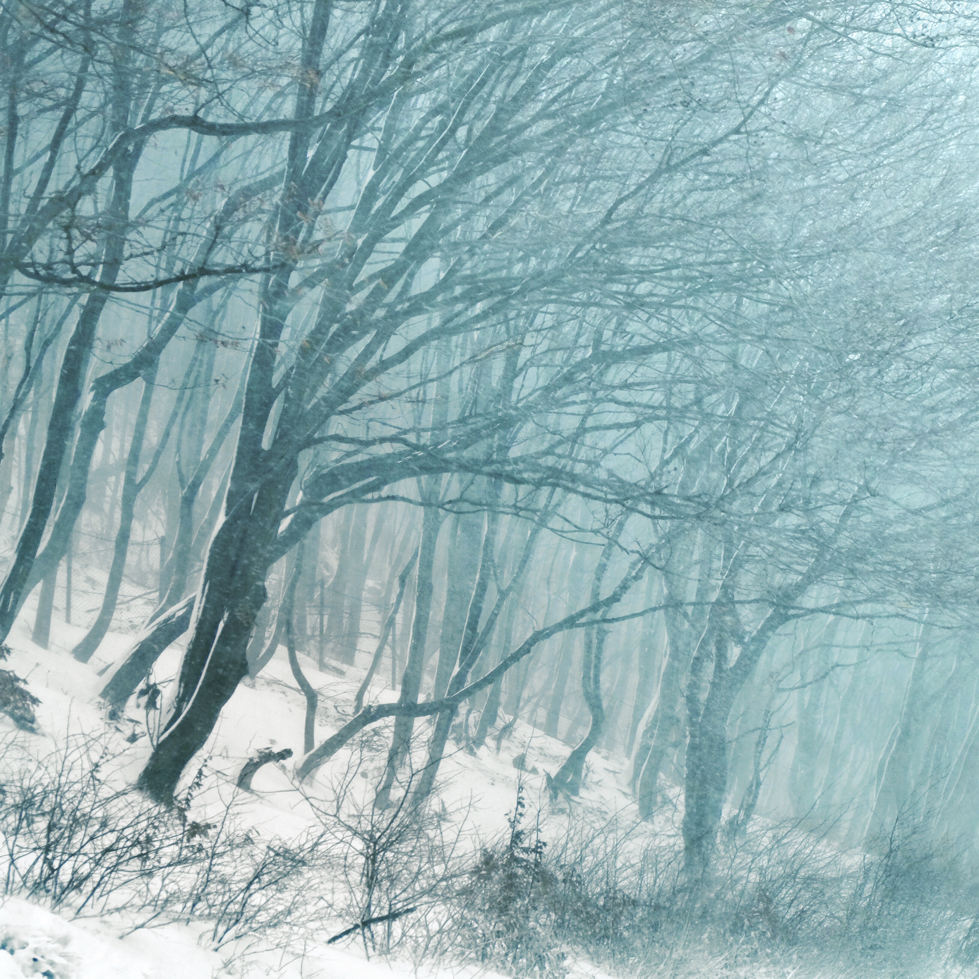 3264x3264 free images tree, branch, snow, mist, frost, ice, weather - Forest Trees Drawing