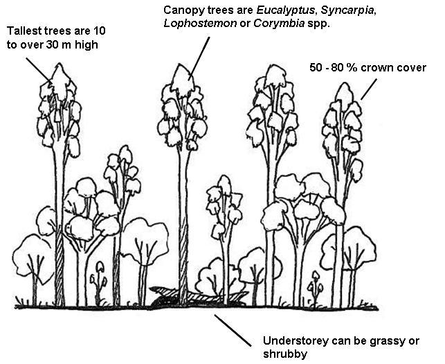 643x525 How To Draw A Forest - Forest Trees Drawing