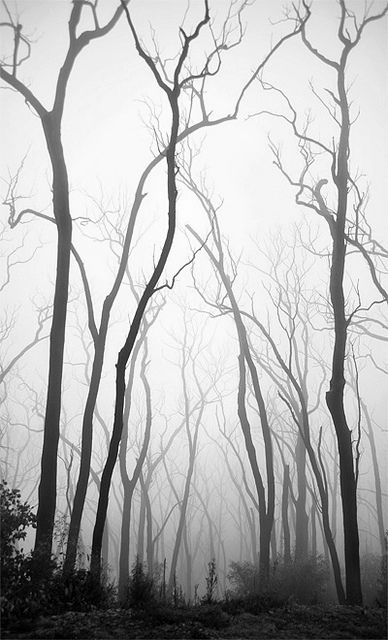 388x640 Huge Collection Of 'dead Forest Drawing' Download More Than - Forest Trees Drawing