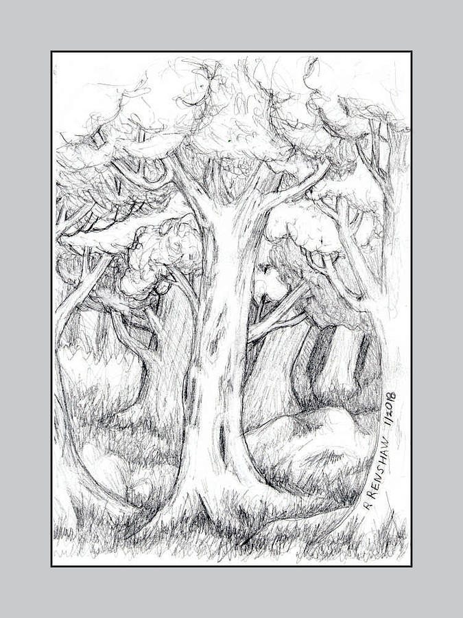 675x900 Shady Forest Of Trees Drawing - Forest Trees Drawing