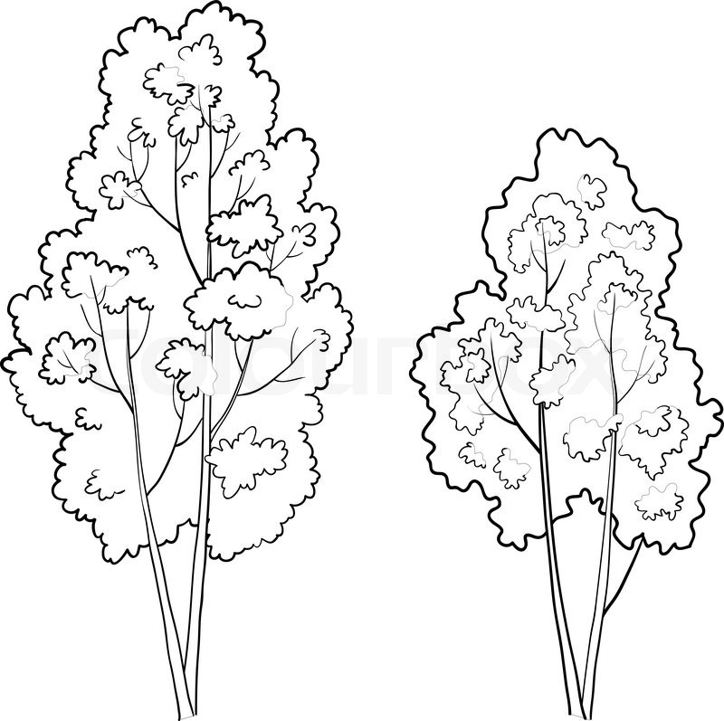 800x797 Vector, The Forest Deciduous Trees, Stock Vector Colourbox - Forest Trees Drawing