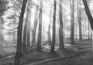 300x210 And White Sketch Rhpxherecom Free Forest Landscape Drawing Images - Forest Trees Drawing