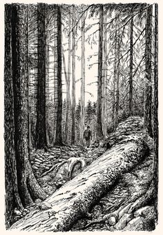 236x341 Forest Of Trees Drawing - Forest Trees Drawing