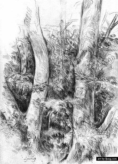500x697 Forest Trees Etchings In Pencil Drawings, Drawings - Forest Trees Drawing