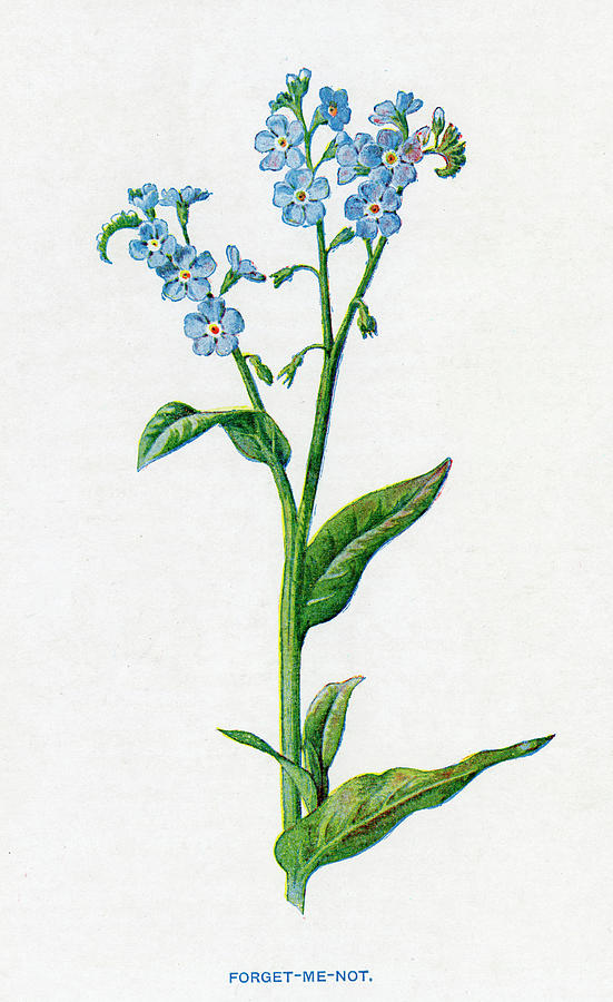 551x900 Forget Me Not Date Drawing - Forget Me Not Drawing