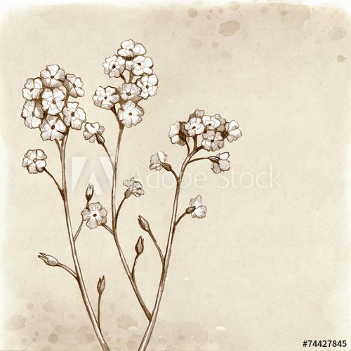 500x500 Forget Me Not Flowers Drawing Vintage Background - Forget Me Not Drawing