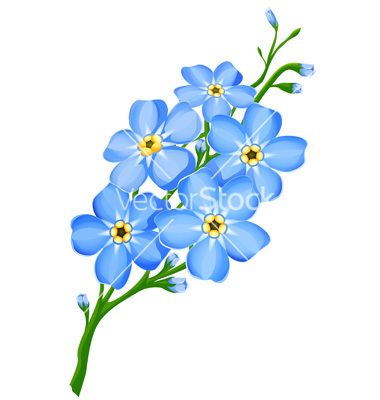 380x400 Forget Me Not Flowers Vector Image On Tatoo Ideas Blue Flower - Forget Me Not Drawing